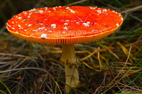 Oisterwijkse Bossen en Vennen 3