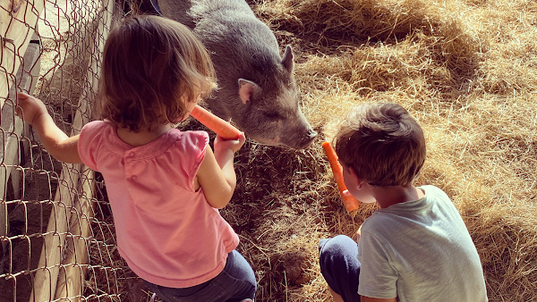 The Little Farm 1