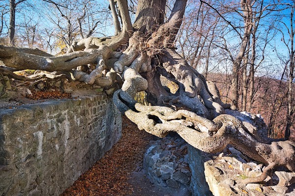 Hexenlinde Stecklenberg
