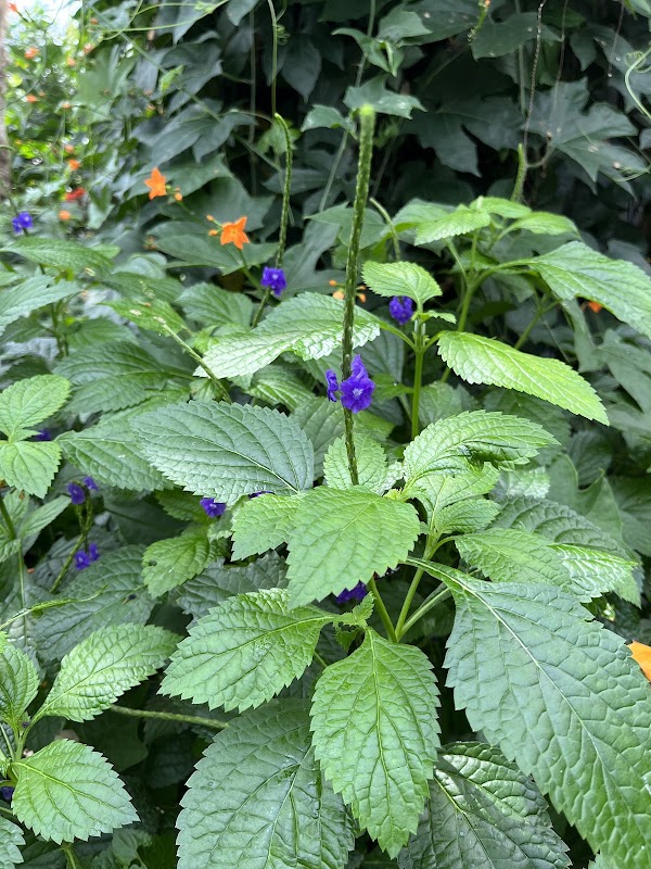 Niagara Parks Botanical Gardens 2