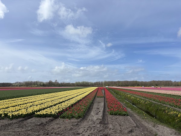 Tulip Field Tours | Keukenhof | Lisse | Amsterdam | Holland