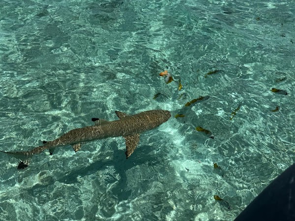 Bora Bora Lagoonarium 5