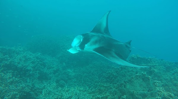 Bora Bora Lagoonarium 2