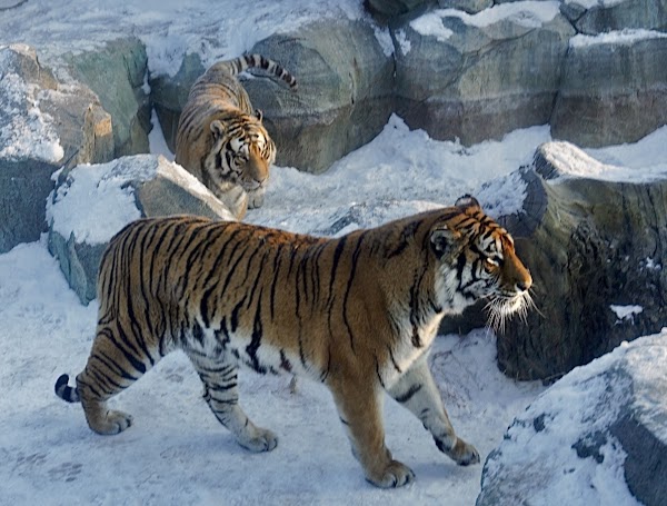 Siberia Tiger Park