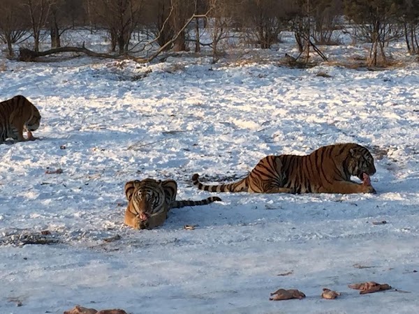 Siberia Tiger Park 5