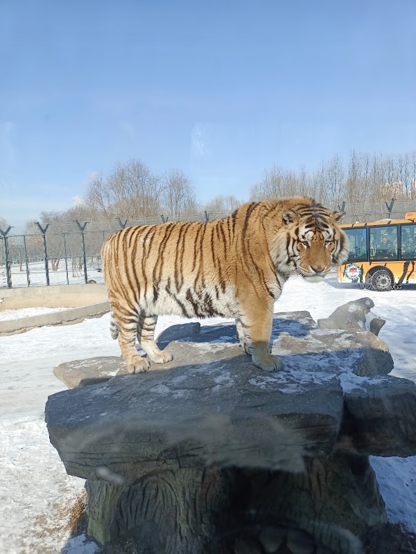 Siberia Tiger Park 4
