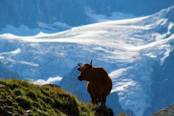 Glacier d'Arsine 2