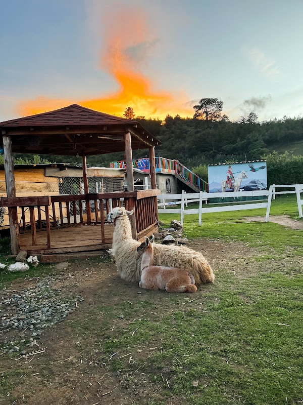 Llamas de los Cuchumatanes