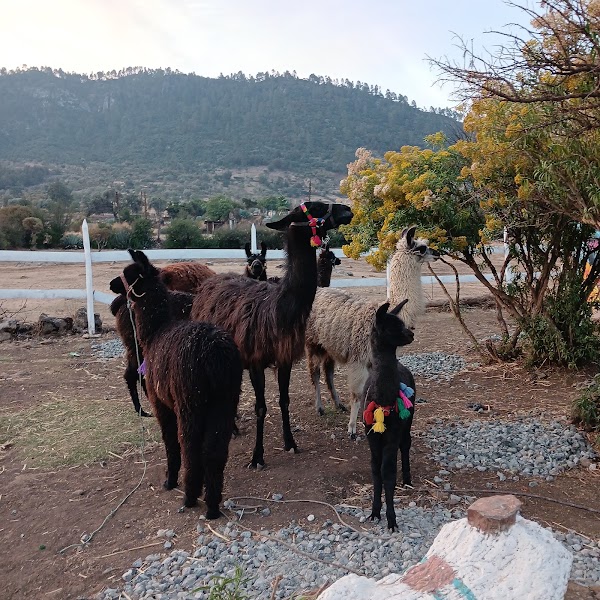 Llamas de los Cuchumatanes 5