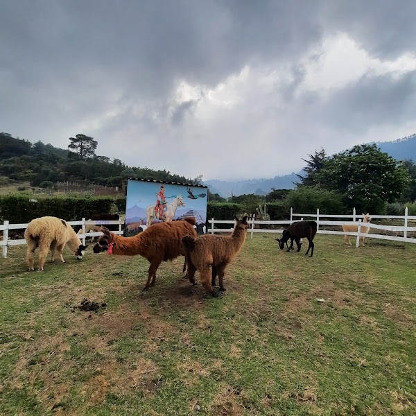 Llamas de los Cuchumatanes 4