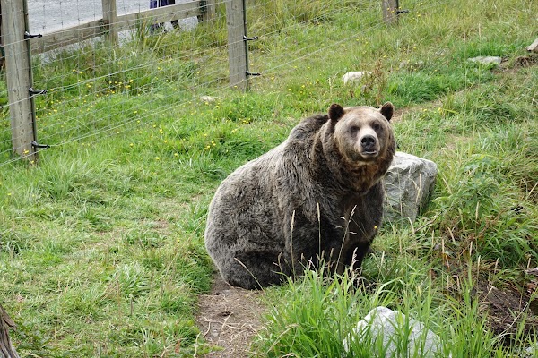 Grizzly Bear Habitat - Grouse Mountain 1
