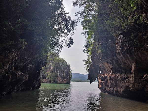 Mangrove Forest