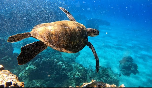 Turtle Town 1
