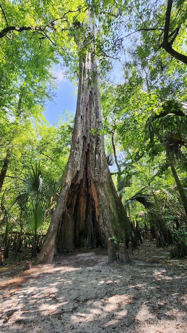 Hillsborough River State Park 4