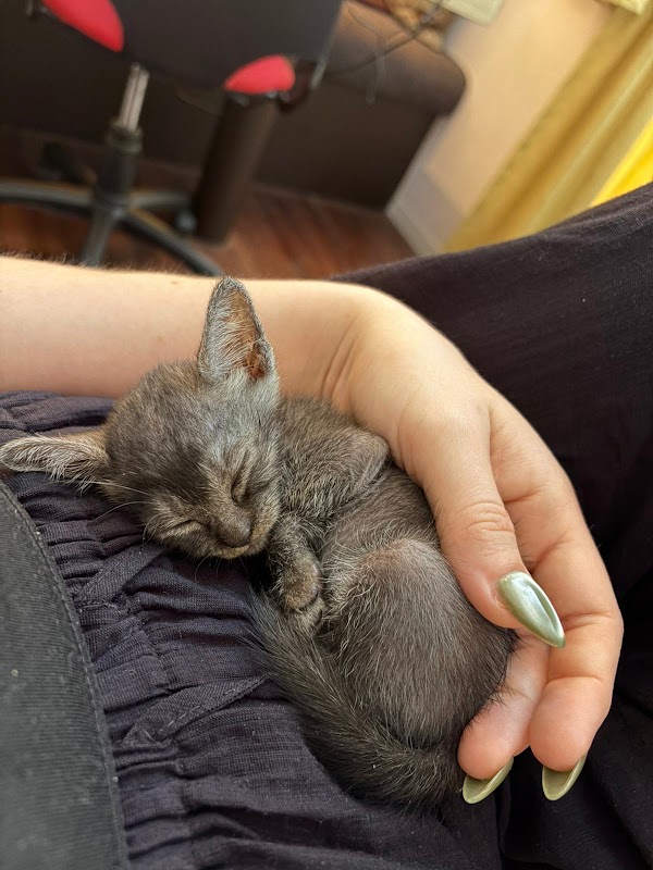 Villa Kitty Foundation 5