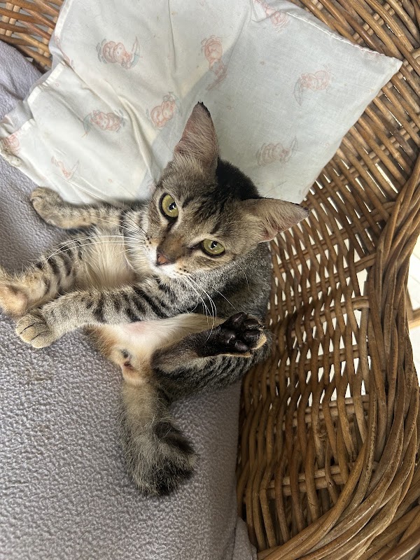 Villa Kitty Foundation 4