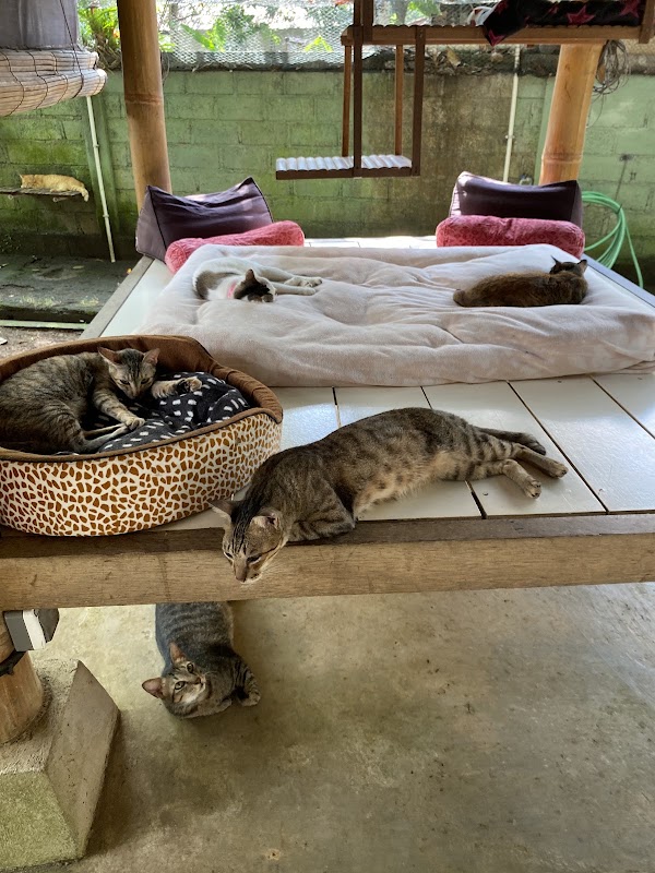 Villa Kitty Foundation 3