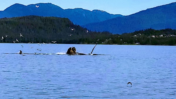 Juneau Channel Island State Marine Park