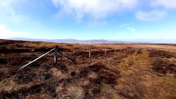 Cruagh Wood
