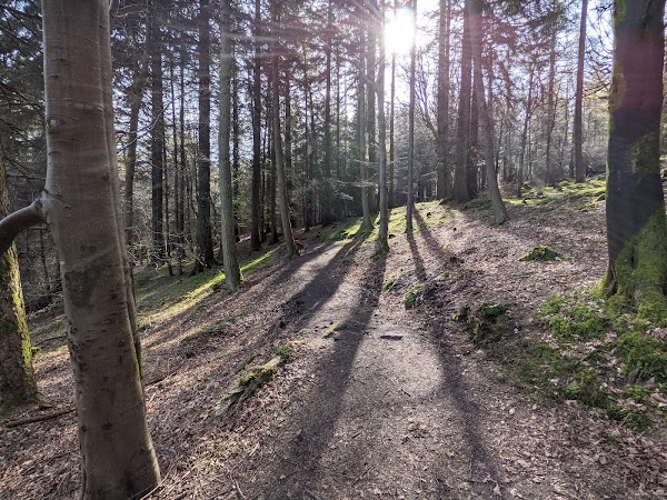 Cruagh Wood 5