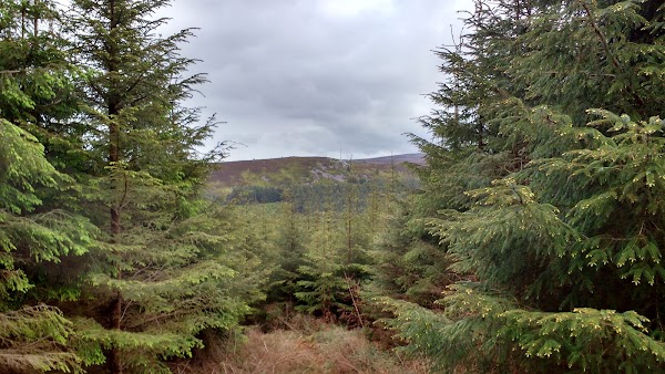 Cruagh Wood 4