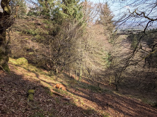Cruagh Wood 3