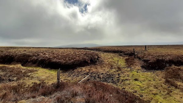 Cruagh Wood 2