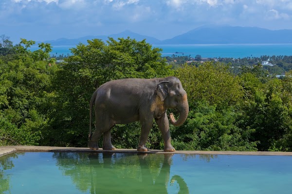 Samui Elephant Haven
