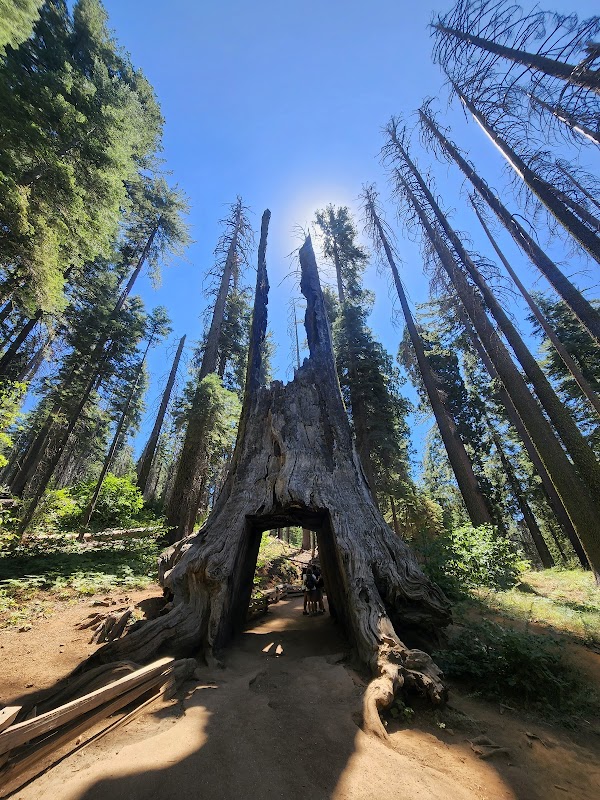 Dead Giant Tunnel Tree 1