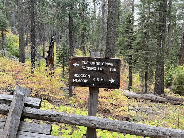 Dead Giant Tunnel Tree 4