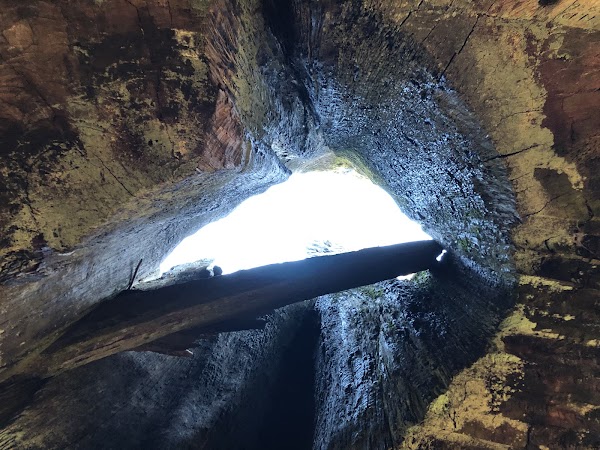 Dead Giant Tunnel Tree 3