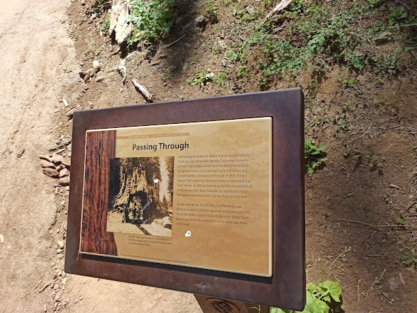 Dead Giant Tunnel Tree 2