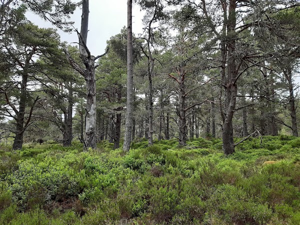 Abernethy Forest