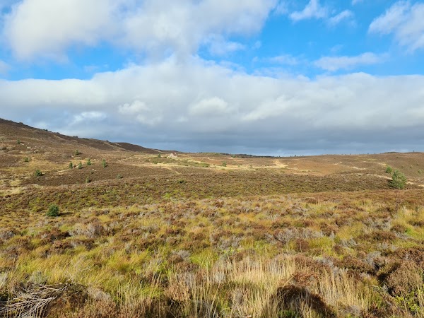 Abernethy Forest 5
