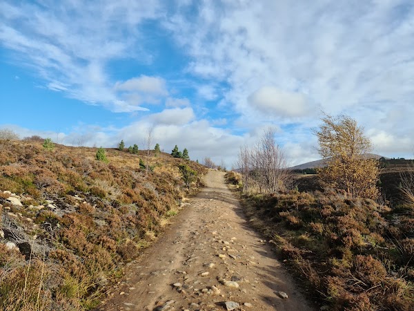 Abernethy Forest 4