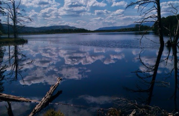 Abernethy Forest 2