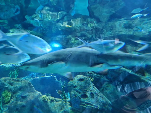 Odysseo- oceanarium (Mauritius) LTD