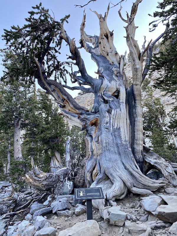 Wheeler Peak Bristlecone Pine Grove 1