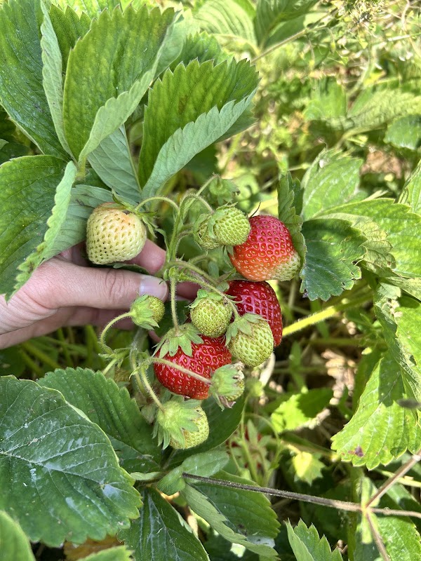 Organics Farm