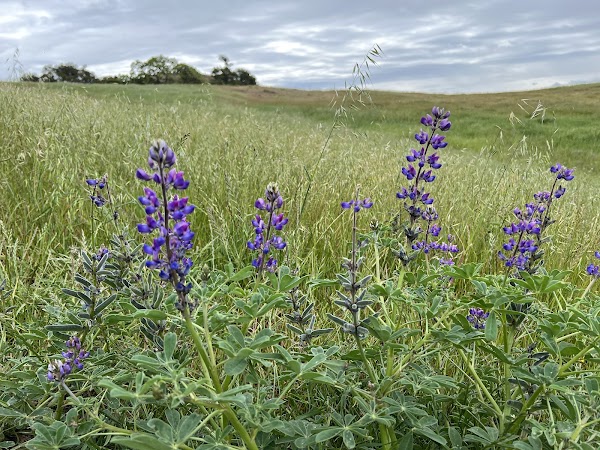 Máyyan 'Ooyákma – Coyote Ridge Open Space Preserve 4