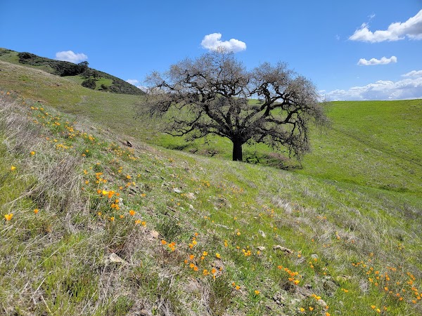 Máyyan 'Ooyákma – Coyote Ridge Open Space Preserve 3
