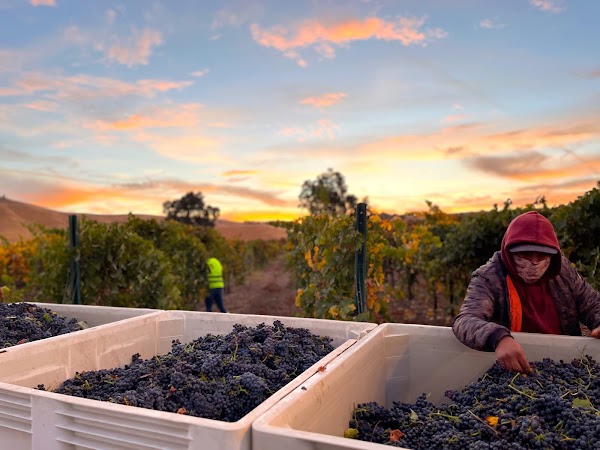 Cass Winery 3