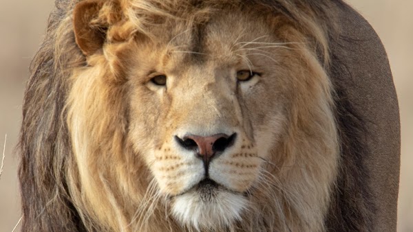The Wild Animal Sanctuary 1