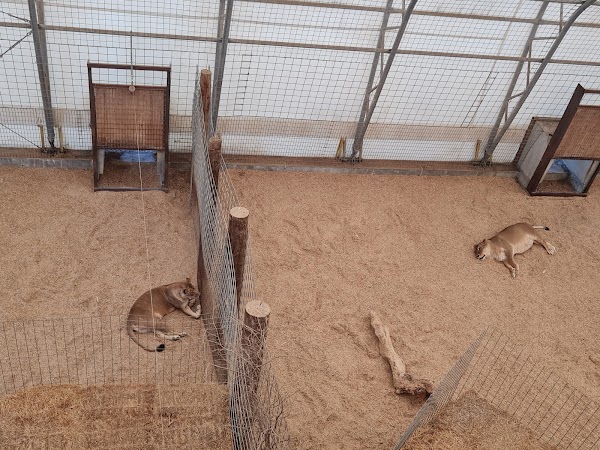 The Wild Animal Sanctuary 5