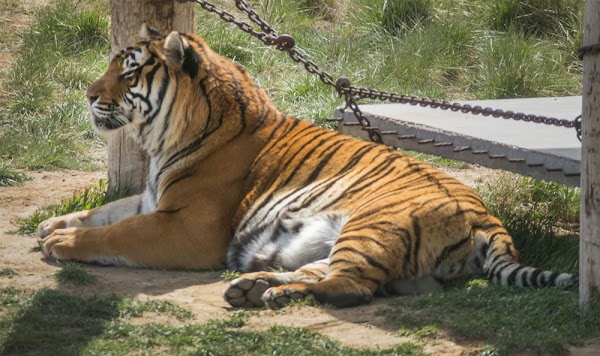 The Wild Animal Sanctuary 4
