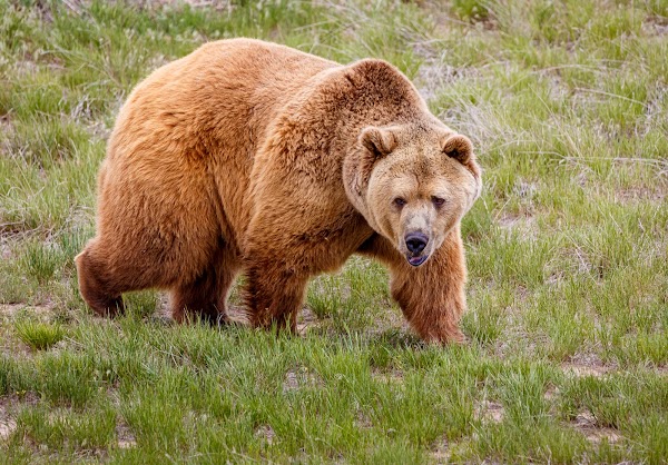 The Wild Animal Sanctuary 2