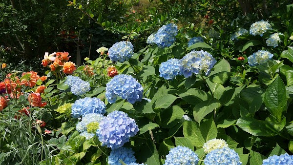 Yokohama English Garden 5