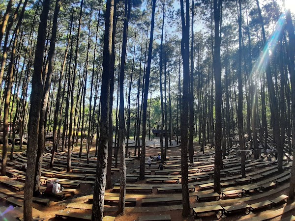 Mangunan Pines Forests