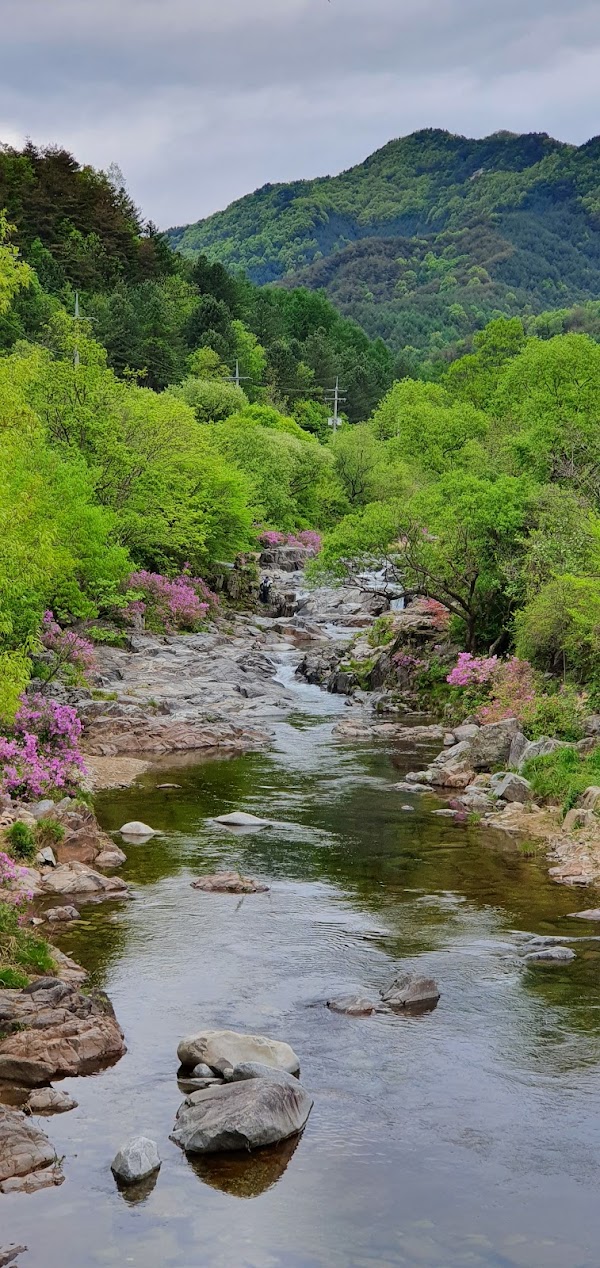 Cherry Blossom 🌸 62