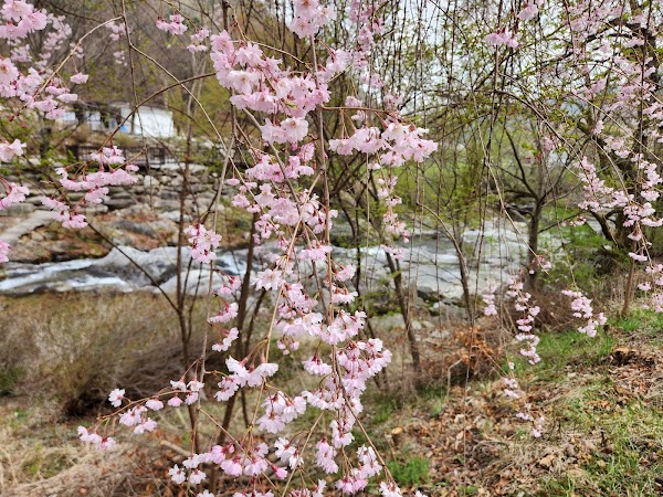 Nongsangyo 5